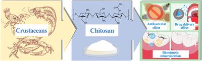 Chitosan as a biomaterial for the prevention and treatment of dental caries: antibacterial effect, biomimetic mineralization, and drug delivery